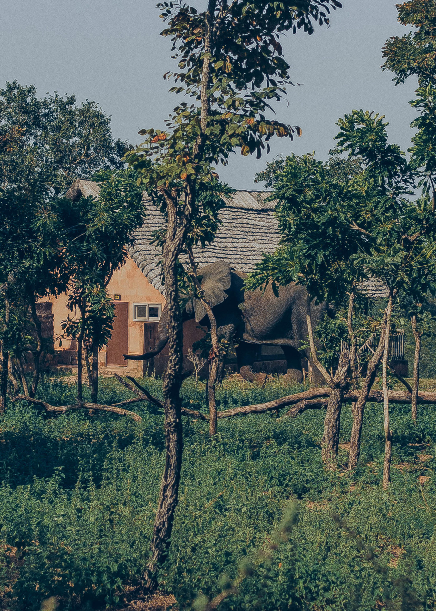 luxury safari resort in west africa zaina lodge_elephant in lodge