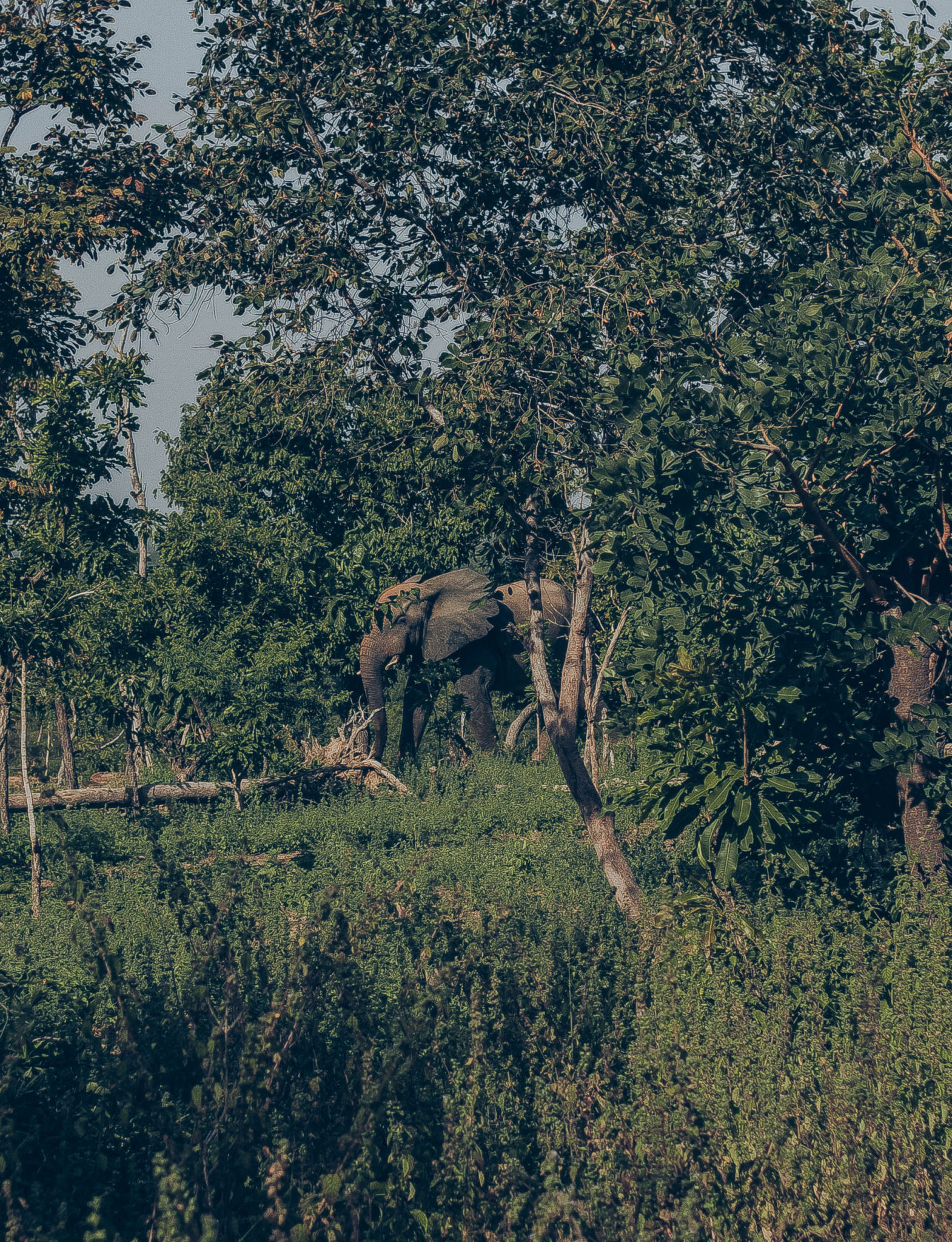 luxury safari resort in west africa zaina lodge_elephant